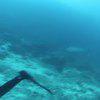 Picture taken during the dive