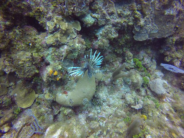 Living The Dream Divers - Dive Center in 开曼群岛