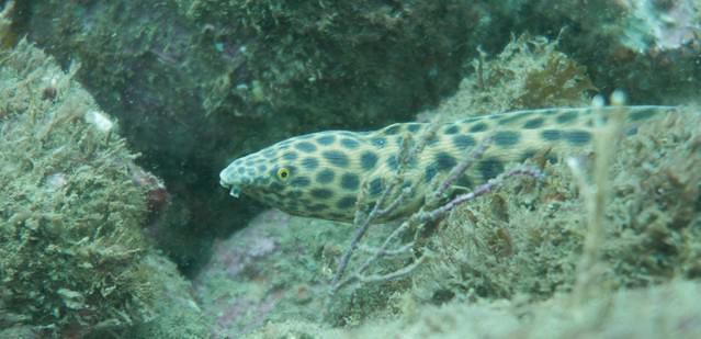 Pierre Ferron Diving - Dive instructor in Ecuador