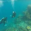 Picture taken during the dive