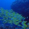 Picture taken during the dive