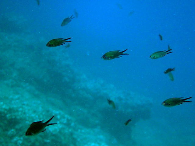 DIVE ACADEMY SANTA POLA - Dive Center in Espagne