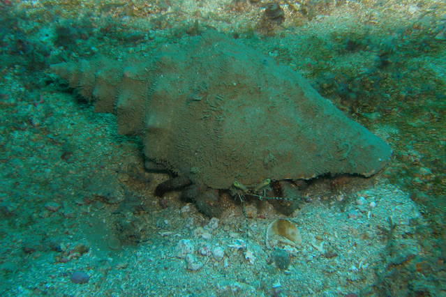 Tobago Dive Experience - Dive Center in Trinidad and Tobago