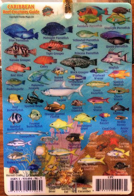Pelicano Sport - Dive Center in Dominican Republic