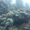 Picture taken during the dive