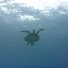 Picture taken during the dive