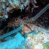Picture taken during the dive