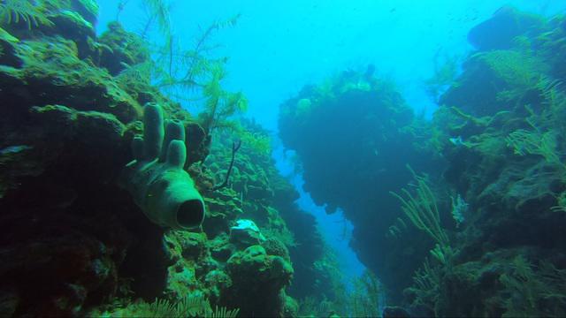 Frenchie's Diving Services - Dive Center in Belize