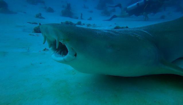 #