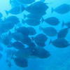 Picture taken during the dive