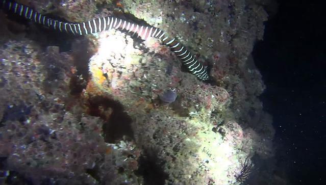 Diving in Mexico, Puerto Vallarta - By Regis2