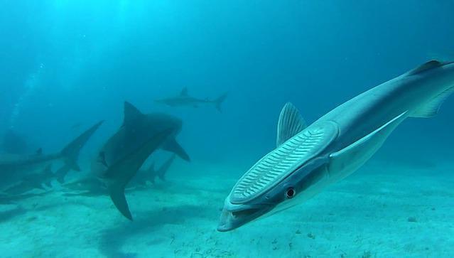 Diving in West Palm Beach, United States - By Regis2