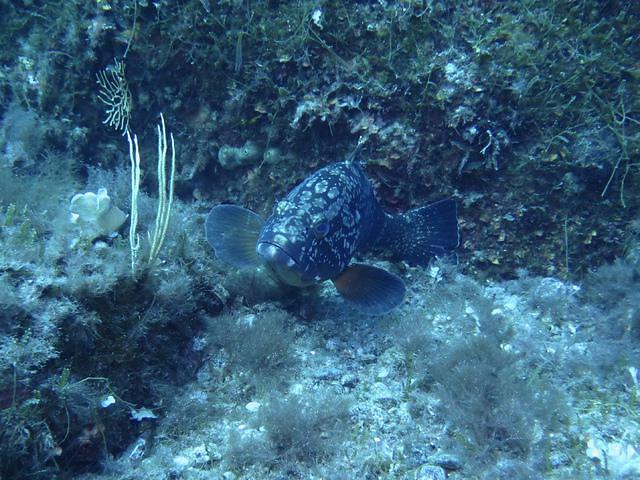 Abyss Diving Service Sas - Dive Center in Italy