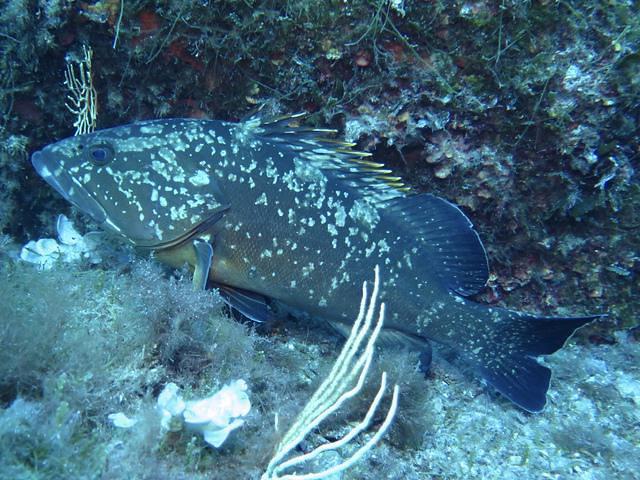 Abyss Diving Service Sas - Dive Center in Italy