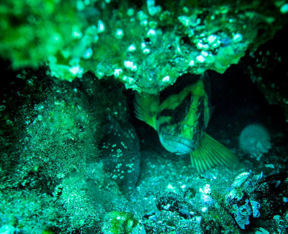 Raptor Dive - Dive Center in United States