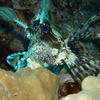 Picture taken during the dive