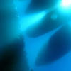 Picture taken during the dive