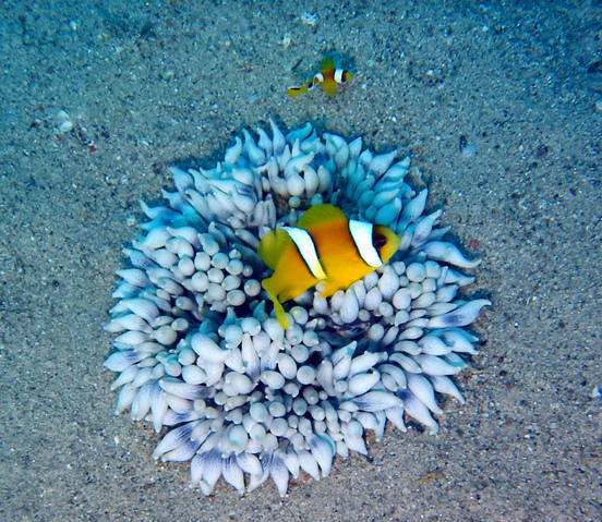 Isrotel Manta - Dive Center in Israel