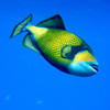Picture taken during the dive