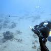 Picture taken during the dive
