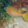 Picture taken during the dive