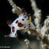 Picture taken during the dive