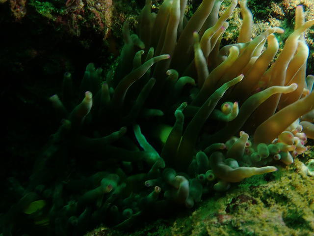 Euro-Divers Oman - Dive Center in Oman