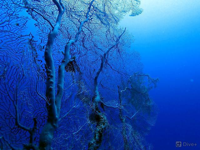 Aqua Divers - Dive Center in Egypt