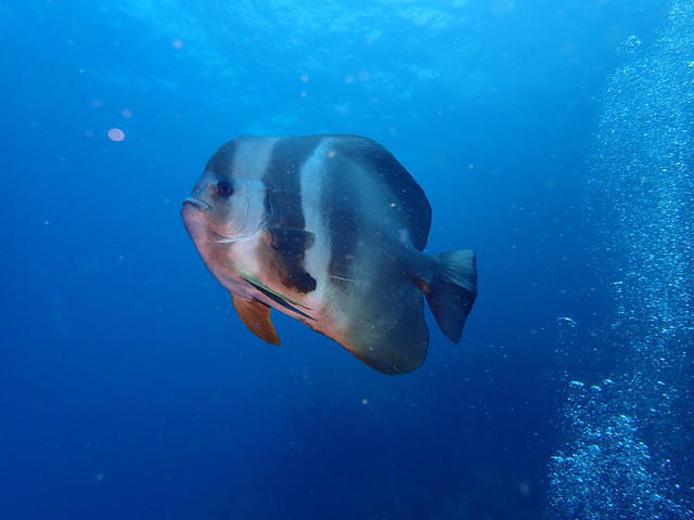 7 Seas Divers - Dive Center in United Arab Emirates