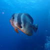 Picture taken during the dive