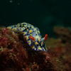 Picture taken during the dive