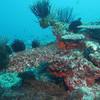 Picture taken during the dive