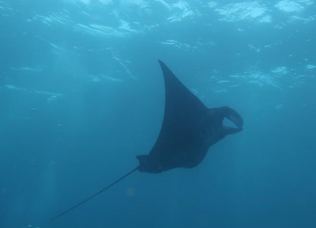 Gangga Divers - Dive Center in Indonesia