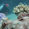 Picture taken during the dive