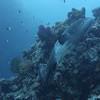 Picture taken during the dive
