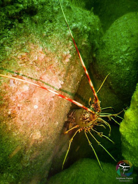 Plougasnou Plongée - Dive Center in France