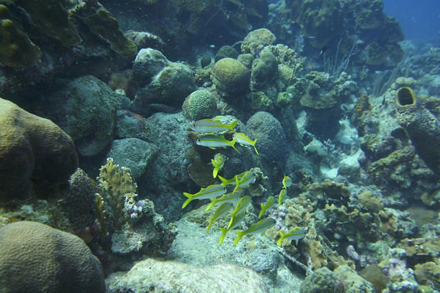 VIP Diving - Dive Center in Netherlands Antilles