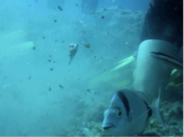 Stingray Sub - Dive Center in Spain