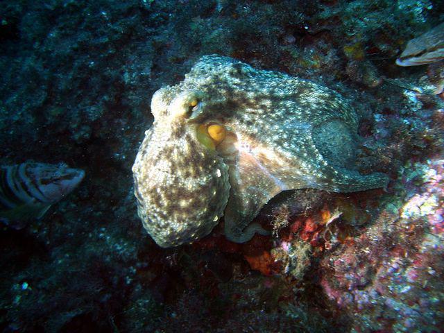 Submares - Dive Center in Spain
