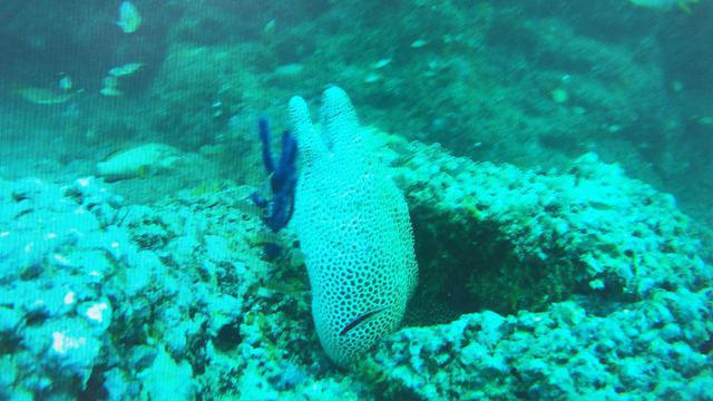 Global Scuba LLC - Dive Center in 阿曼