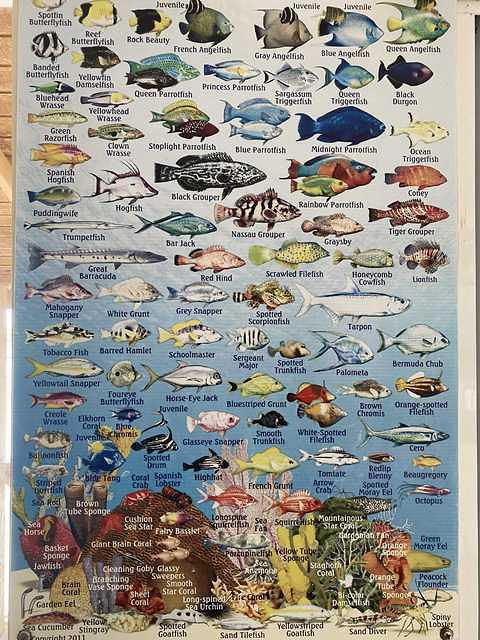 Ambergris Divers - Dive Center in Belize