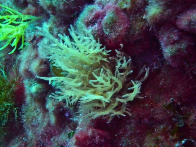 Centre De Plongee De La Rague - Dive Center in France
