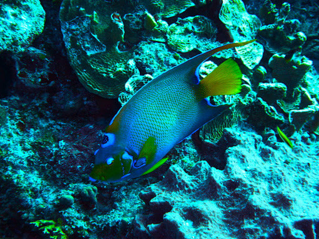 Wall To Wall Diving - Dive Center in Cayman Islands