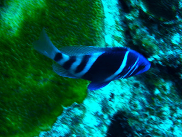 Wall To Wall Diving - Dive Center in Cayman Islands