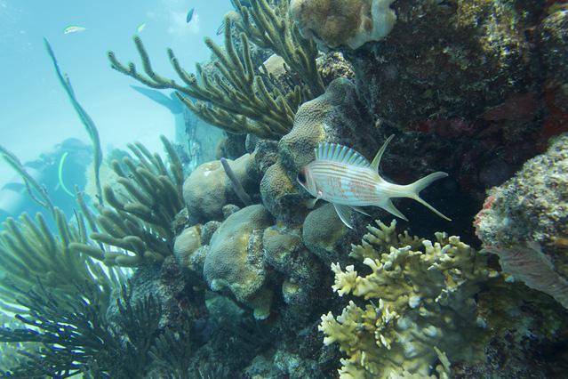 Diving in Puerto Rico, Fajardo - By Vincentlasselle