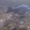 Picture taken during the dive