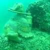 Picture taken during the dive