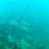 Picture taken during the dive