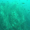Picture taken during the dive
