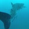 Picture taken during the dive